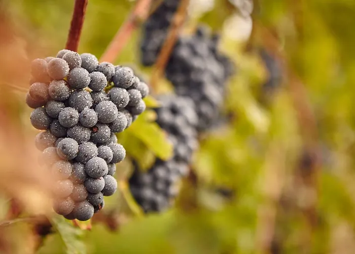 Domaine Beauregard Pensjonat Rolle