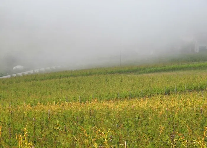 Domaine Beauregard Rolle