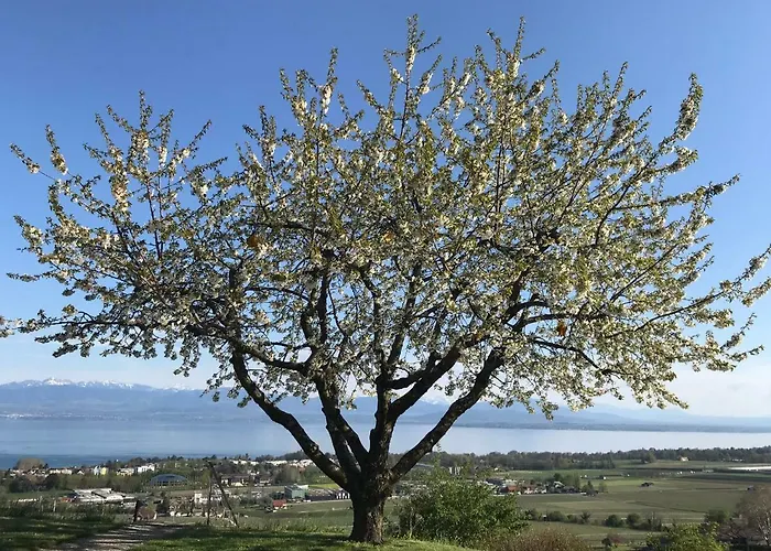 Domaine Beauregard ロール