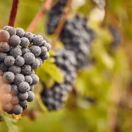 Domaine Beauregard 招待所 罗勒